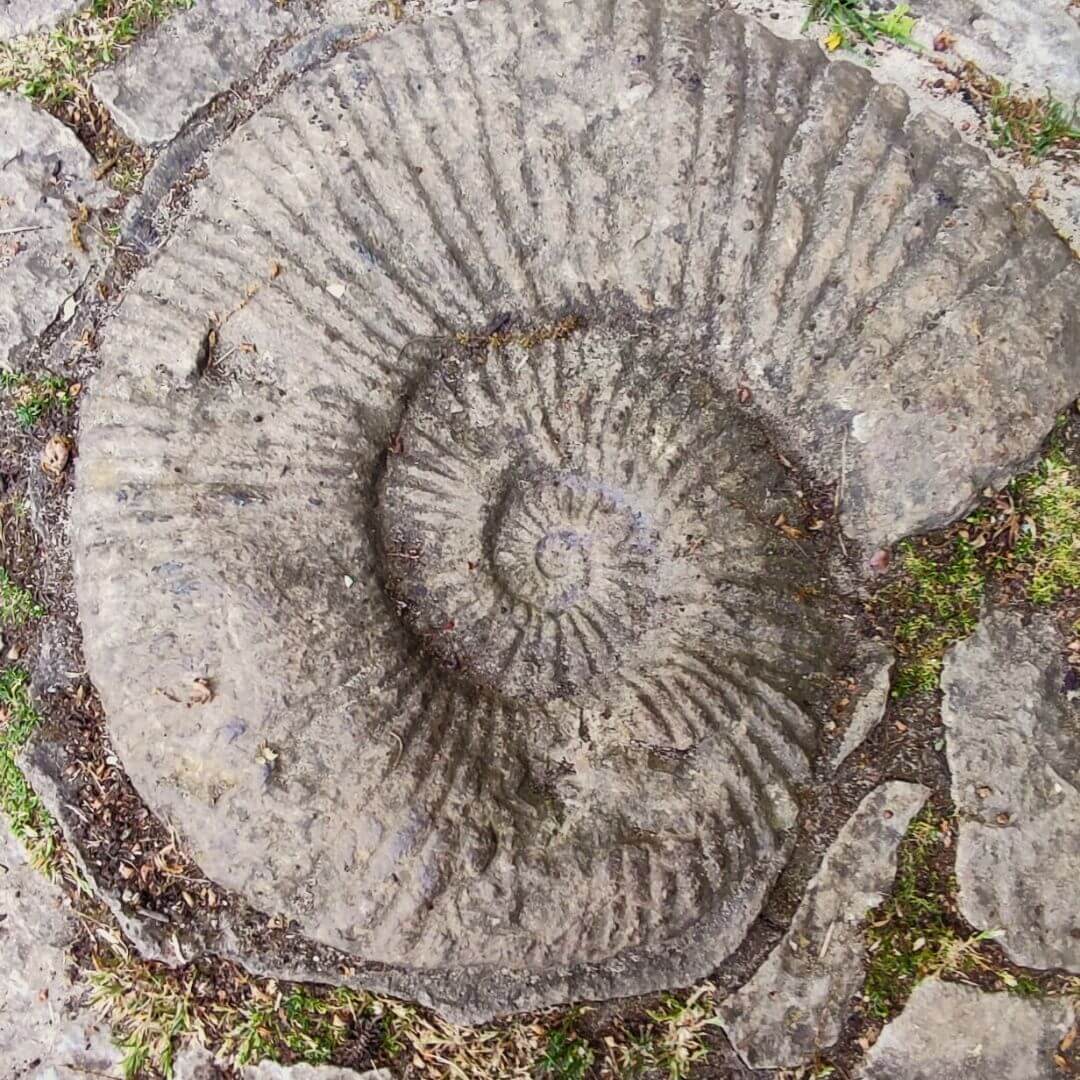 windofchange-schnecke